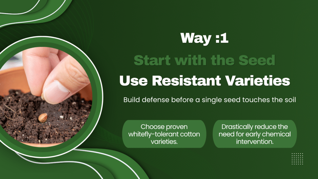 Healthy, resistant cotton plant variety thriving and protected against whiteflies on cotton.