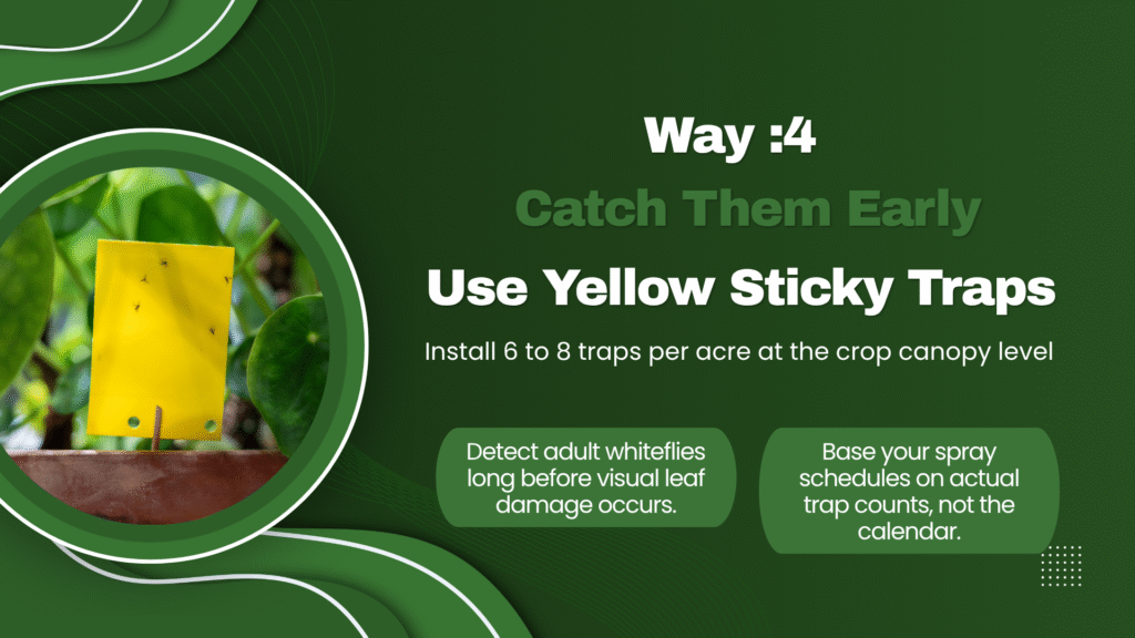 Yellow sticky trap placed at canopy level in a field to monitor whiteflies on cotton.